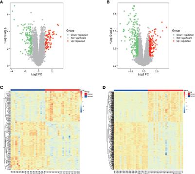 Integrated Analysis Reveals ENDOU as a Biomarker in Head and Neck Squamous Cell Carcinoma Progression